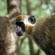 Image for article titled Monkeys Remember "Words" Used by Their Ancestors Centuries Ago